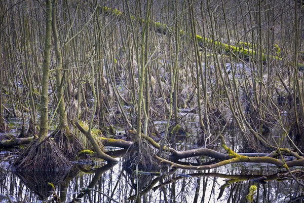 Nuthe Nieplitz Brandenburg Almanya Bir Ormanın Ortasında Bataklığa Bakan — Stok fotoğraf
