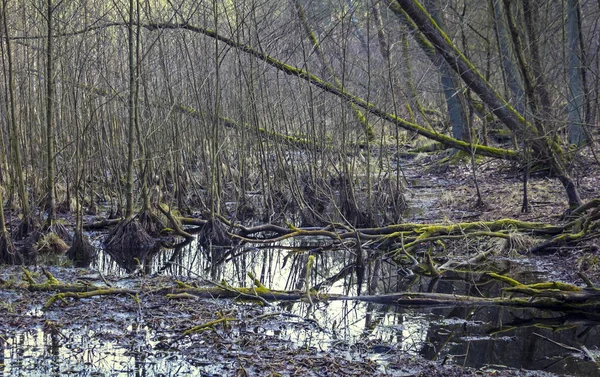 Výhledem Močál Uprostřed Lesa Nuthe Nieplitz Braniborsko Německo — Stock fotografie