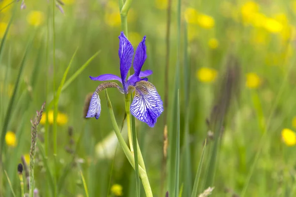 An iris flower grows on a lawn, it is a wildflower, not raised shape of the iris.