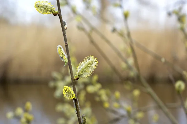 Bush Com Salgueiro Catkins Início Primavera Fundo Visto Uma Paisagem — Fotografia de Stock