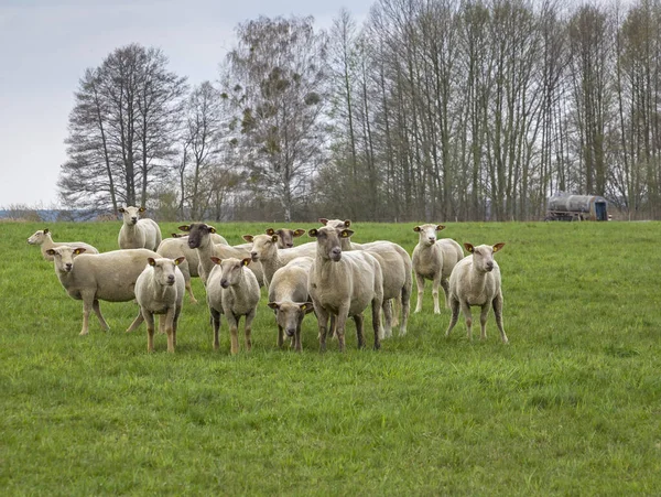 Lkbaharda Brandenburg Doğa Parkı Nuthe Nieplitz Otlakta Koyunlar Görüldü — Stok fotoğraf