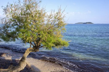 Tamarix. Hırvatistan 'ın Orebic kentinde Adriyatik kıyısında bir tamarisk bulunuyor. Tamarisk Akdeniz bölgesinin tipik bir ağacıdır..
