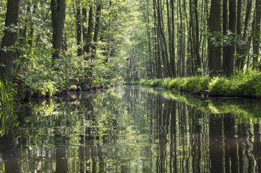 Güzel Spreewald, Lousitz, Almanya 'dan geçen kanoyla. Spreewald korunan bir biyosfer rezervi. Spree birçok silaha ayrılır. Genellikle kızılağaçlar kanallar ve akarsular boyunca solda ve sağdadır..