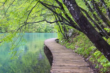 Taze İlkbahar. Plitvice Gölleri 'ndeki (Hırvatistan) sahil yoluna bakın. 1979 yılında Plitvice Lakes Ulusal Parkı UNESCO Dünya Doğal Mirası bölgesi olarak ilan edildi. Manzara yeşil bir cennete benziyor..