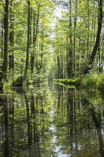 Canoa Través Hermosa Spreewald Lausitz Alemania Spreewald Una Reserva Protegida —  Fotos de Stock