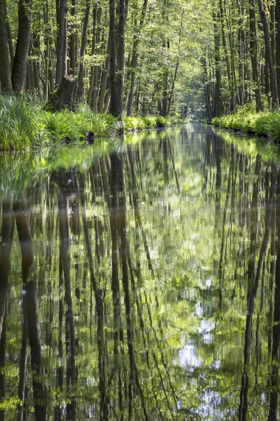 Canoa Través Hermosa Spreewald Lausitz Alemania Spreewald Una Reserva Protegida —  Fotos de Stock