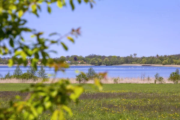 Brandenburg 'da bir bahar çayırı. Nuthe-Nieplitz 'de görülmüş. Blankensee gölünün arka planında (Blankensee Gölü) görülebilir.