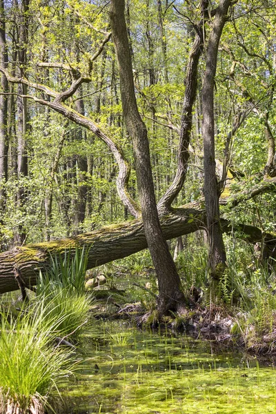 Erlenbruch Carr Močál Nebo Carr Jaře Bažina Mokřina Která Zalesněná — Stock fotografie