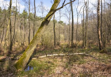 Sen ne yapıyorsun? Bataklık (veya Carr) erken bahar. Bataklık, su bitki örtüsü ile kaplı, ormanlı bir sulak topraktir. Brandenburg, Almanya, Doğa Parkı NUTHE-Nieplitz içinde görüldü. 