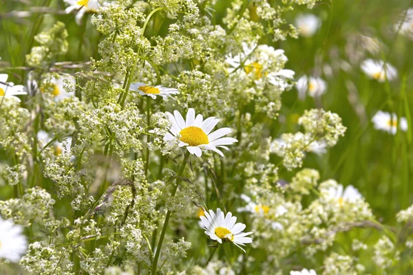 Güzel bir yaz çayırına bakıyor. Papatya ve diğer kır çiçeklerini açar. Avrupa Alplerinde görüldü .