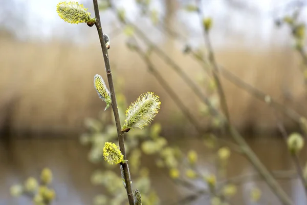 Bush Avec Chatons Saule Début Printemps Arrière Plan Est Paysage — Photo