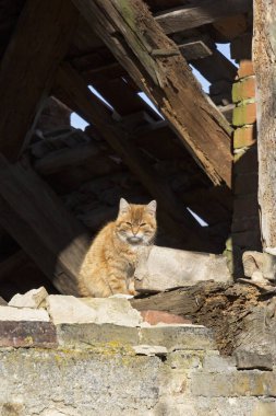 Eski bir harabenin içinde güneşin altında oturan bir kedi. Bina eski ve çökme tehlikesi altında. Almanya 'da görüldü..