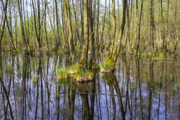 Wetland Carr Swamp Early Springtime Swamp Wetland Forested Covered Aquatic — Stock Photo, Image