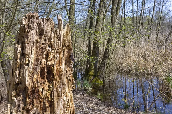 Bahar Zamanı Sulak Bir Arazide Eski Bir Ağaç Gövdesi Arka — Stok fotoğraf