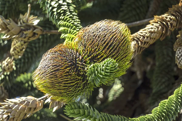 Araucaria Részei Egy Régi Ősi Időkből Láthatod Nőstény Tölcséreit Úgy — Stock Fotó