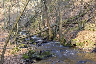 Baharın başlarında İsveç Terk Edilmiş Doğa Koruma Alanı 'nda yürüyüş. Terkedici Deresi, doğa koruma alanından geçiyor ve Terkedilmiş Şelaleler 'i geçiyor. Terk Edilmiş Doğa Rezervi 'nin bitki örtüsü kayın ormanlarının hakimidir..