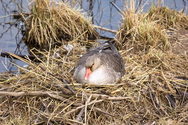 Les Oiseaux Reproduisent Partout Printemps Ici Une Oie Grisâtre Assied — Photo