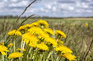Brandenburg 'daki Nuthe-Nieplitz Doğa Parkı' nda parlak sarı karahindibalar çiçek açıyor..