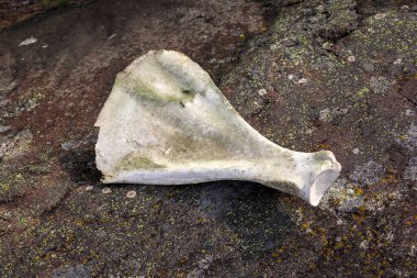 İsveç 'te bir bulgu, büyük eski bir kemik, muhtemelen geyik ya da geyikten bir kürek kemiği. İsveç takımadalarında bulundu..