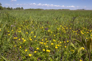 Havelland, Brandenburg 'da ilkbahar. Birçok farklı bitki ve bitkinin olduğu ıslak bir çayır manzarası.