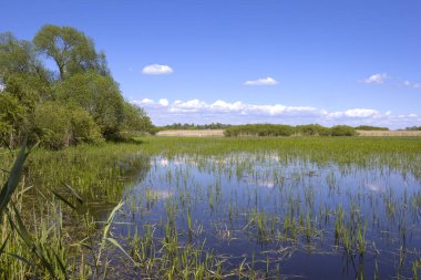 Havelland, Brandenburg 'da ilkbahar. Taze yeşil ve sel basmış çayır manzarası. Doğada ilahi bir sahne.