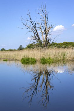 Huzurlu bir nehir manzarası. Her şey sakin suya yansıyor. Havelland, Brandenburg, Almanya 'da görüldü..