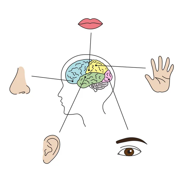 白い背景の上の人間の脳のフィールド — ストックベクタ