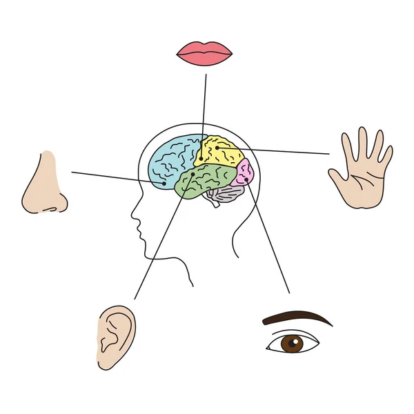 Campo Del Cerebro Humano Sobre Fondo Blanco — Vector de stock