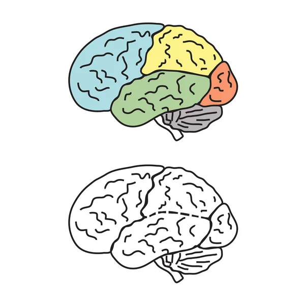 Человеческий Мозг Распухает Цветные Участки — стоковый вектор