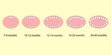 Aylara göre çocuğun ilk diş