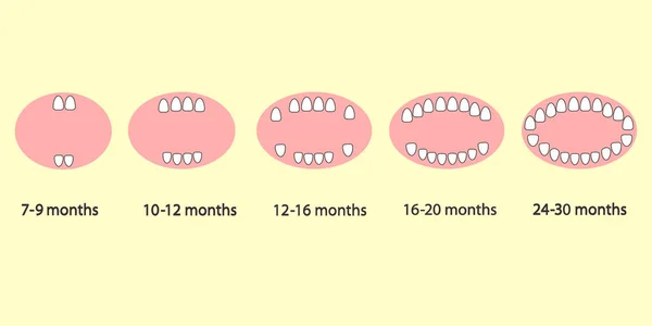 Die Ersten Zähne Des Kindes Nach Monaten — Stockvektor