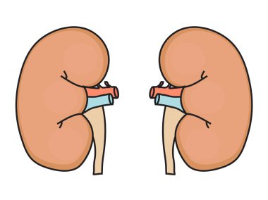 Adamın sağ ve sol böbrek