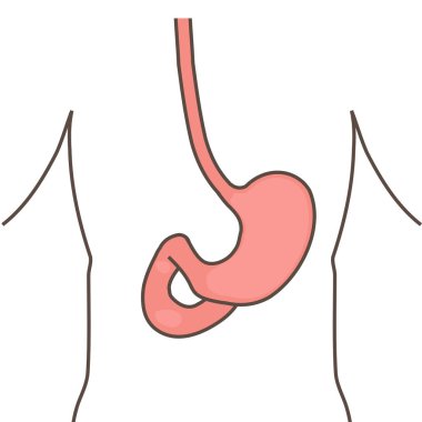 İnsan mide ve yemek borusu