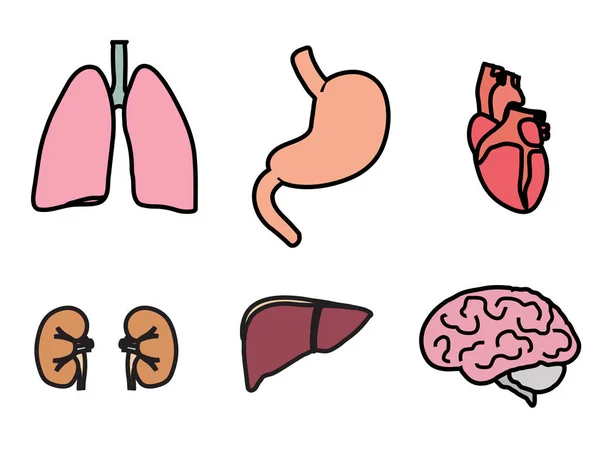 人的内脏套 — 图库矢量图片