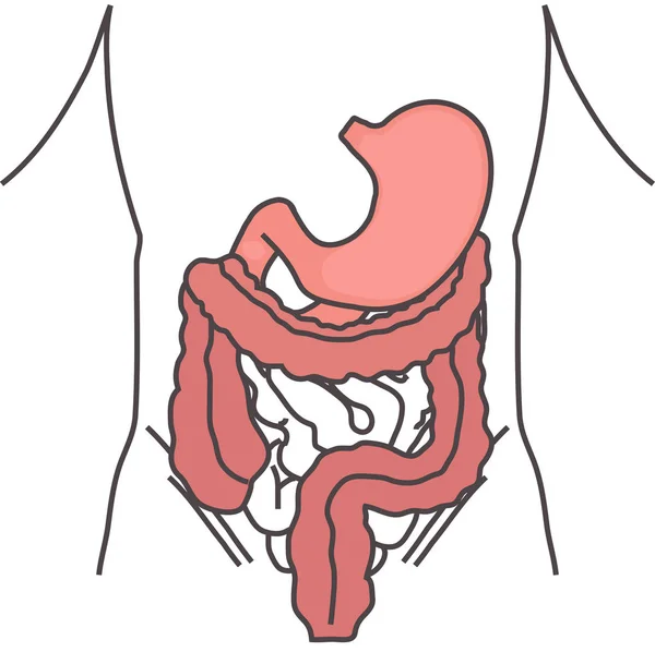 Stomaco Umano Intestino Crasso — Vettoriale Stock