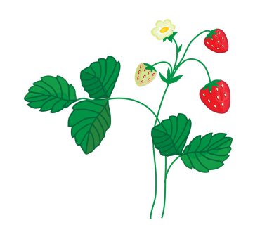 Beyaz arka planda çilekler. Çizgi film. Görüntü.