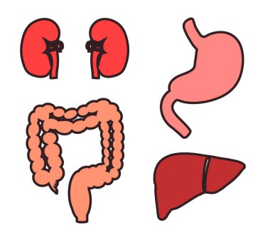 Beyaz arka planda insan organları. Sembol. Vektör illüstrasyonu.