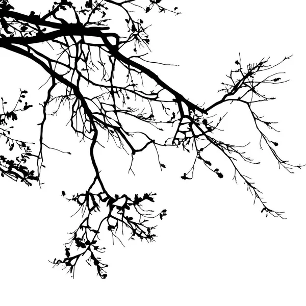 Silhuett av träd. — Stock vektor
