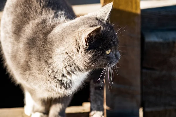 Jovem gato cinza britânico caminha no quintal — Fotografia de Stock