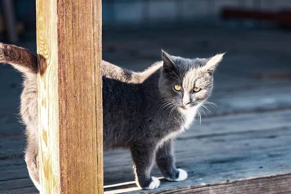 Young British grey cat walks in the yard — ストック写真