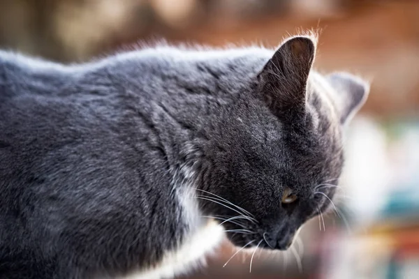 Jovem gato cinza britânico caminha no quintal — Fotografia de Stock