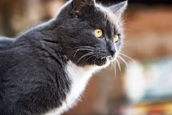 Ung brittisk grå katt promenader på gården — Stockfoto