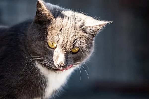 Jovem gato cinza britânico caminha no quintal — Fotografia de Stock