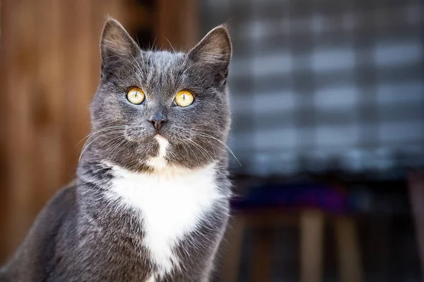 Ung brittisk grå katt promenader på gården — Stockfoto