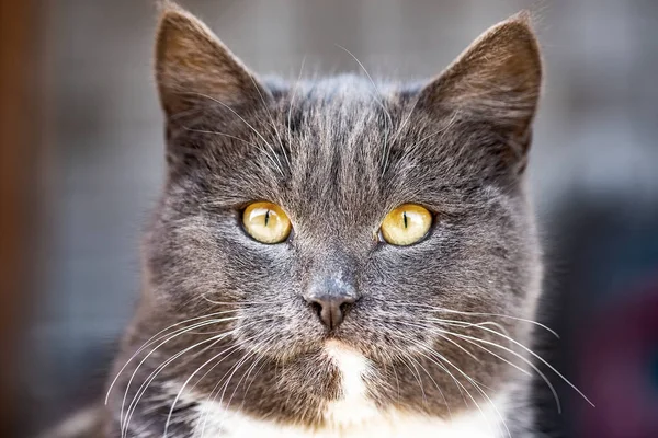 Ung brittisk grå katt promenader på gården — Stockfoto