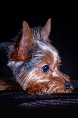 Yorkshire Teriyeri, köpek evcil hayvanı, köpek yavrusu dostu