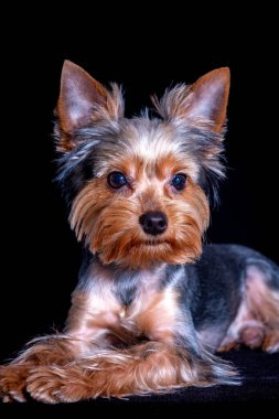 Yorkshire Teriyeri, köpek evcil hayvanı, köpek yavrusu dostu