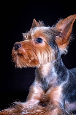 Yorkshire Teriyeri, köpek evcil hayvanı, köpek yavrusu dostu