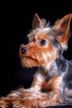 Yorkshire Teriyeri, köpek evcil hayvanı, köpek yavrusu dostu