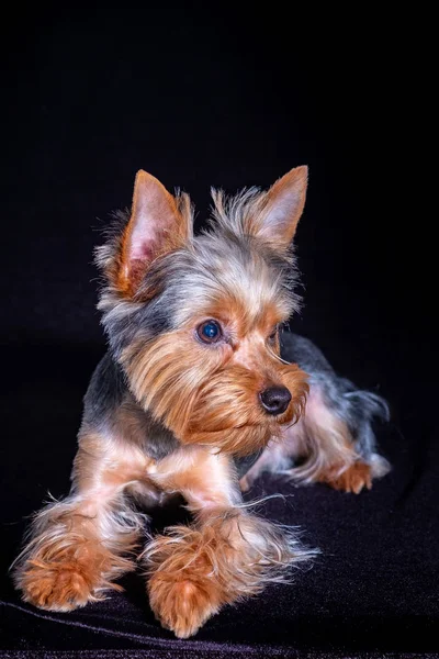 Yorkshire Terrier, mascota de perro, cachorro querido amigo —  Fotos de Stock